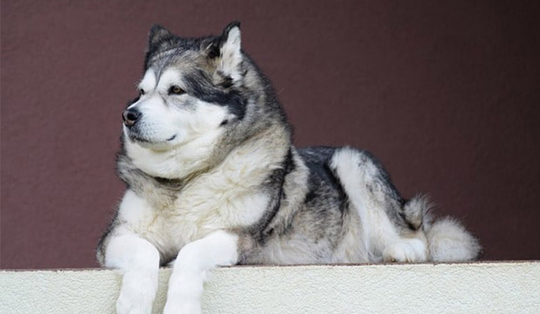 Alaskan Malamute