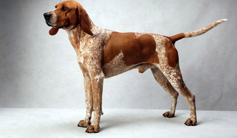 https://www.puppyarea.com/wp-content/uploads/2020/08/American-English-Coonhound-1.jpg