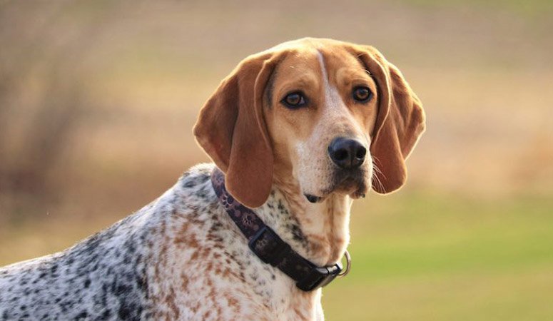 Download American English Coonhound | Puppy Area