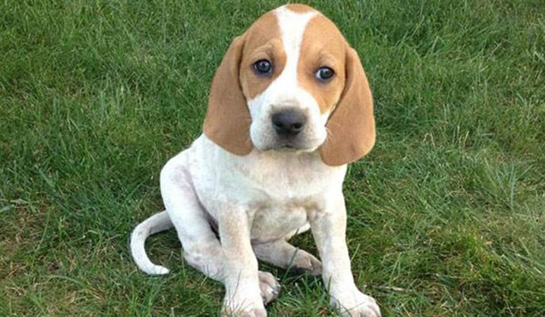 American English Coonhound