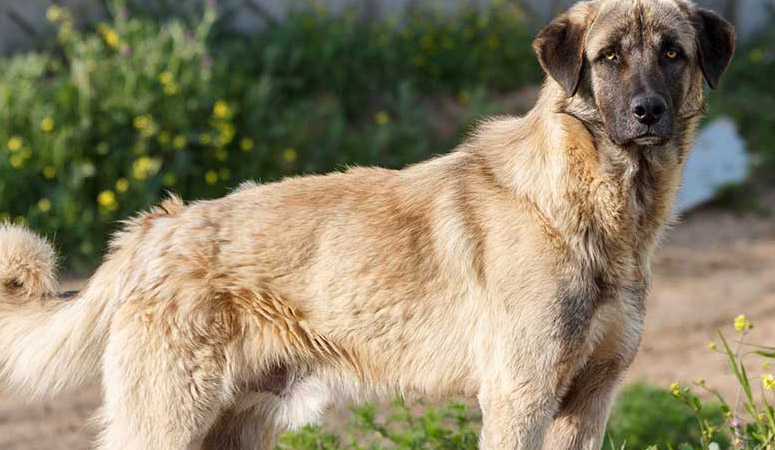 https://www.puppyarea.com/wp-content/uploads/2020/08/Anatolian-Shepherd-Dog-1.jpg