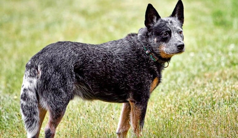 https://www.puppyarea.com/wp-content/uploads/2020/08/Australian-Cattle-Dog-1.jpg