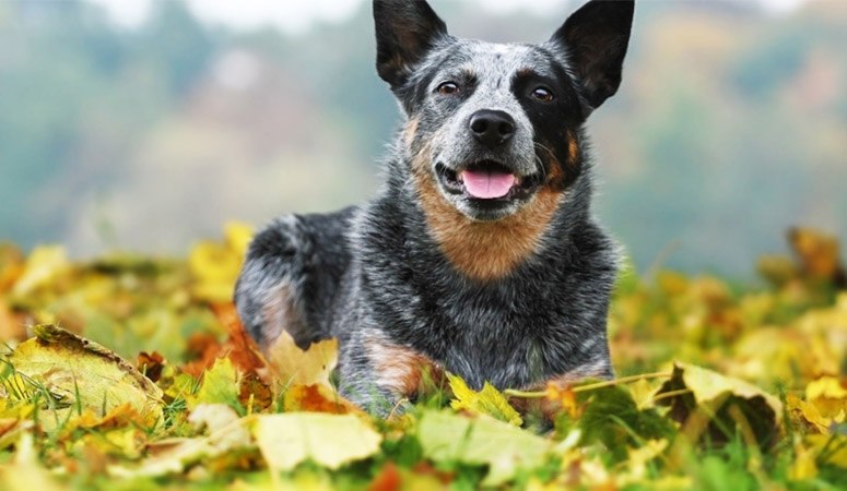 Australian Cattle Dog