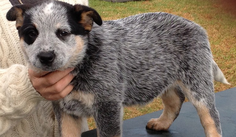 Australian Cattle Dog