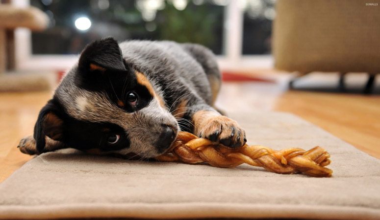 Australian Cattle Dog