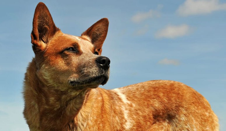 Australian Cattle Dog