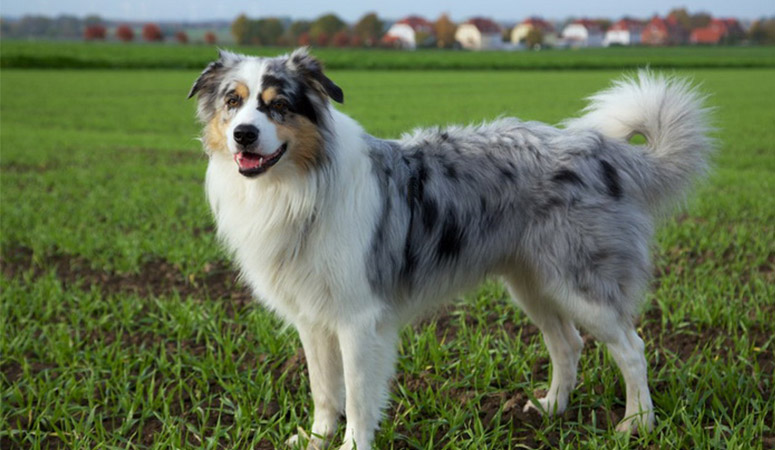 https://www.puppyarea.com/wp-content/uploads/2020/08/Australian-Shepherd-1.jpg