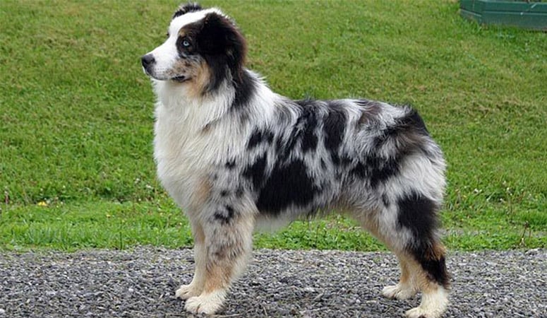 Australian Shepherd