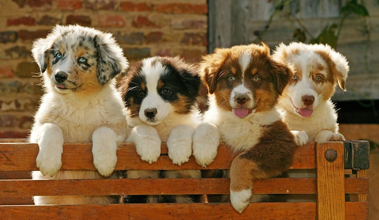 Australian Shepherd