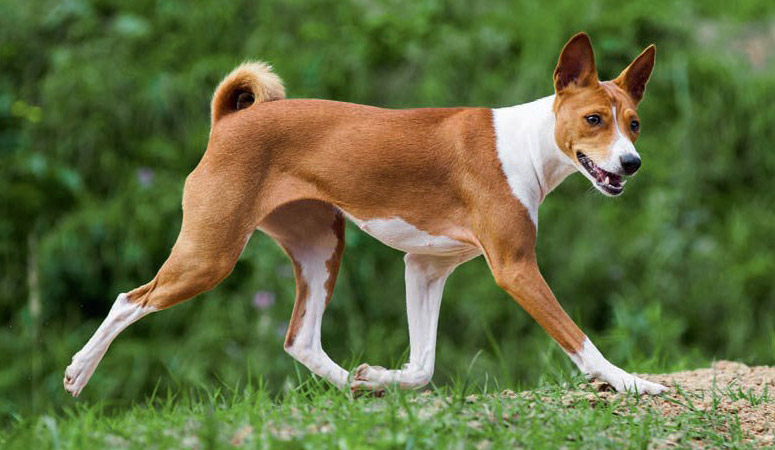 https://www.puppyarea.com/wp-content/uploads/2020/08/Basenji-1.jpg