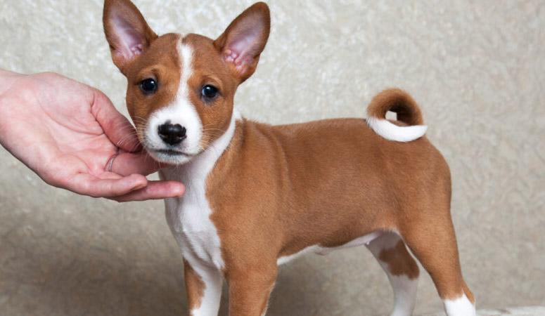 Basenji