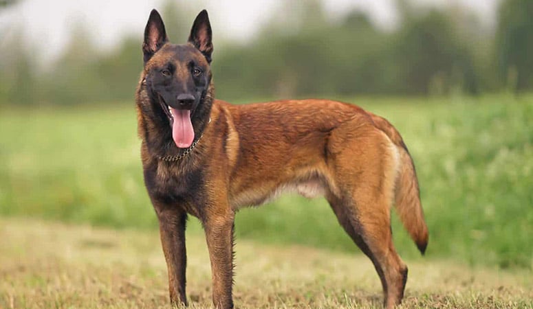 https://www.puppyarea.com/wp-content/uploads/2020/08/Belgian-Malinois-1.jpg