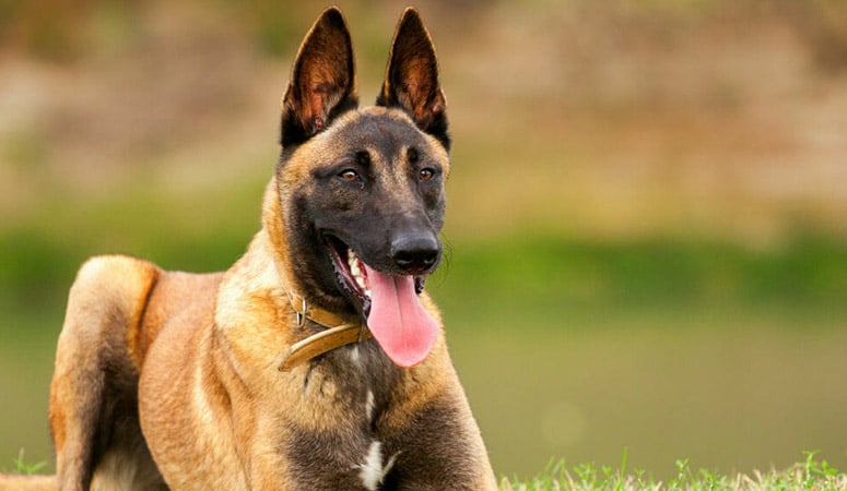 Belgian Malinois