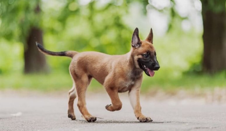 Belgian Malinois