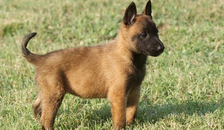 Belgian Malinois