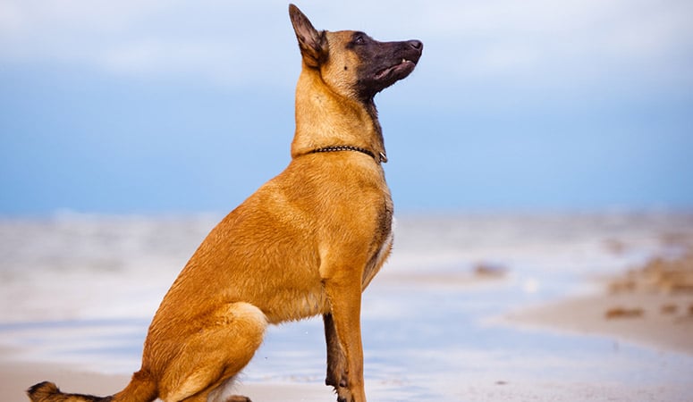 Belgian Malinois