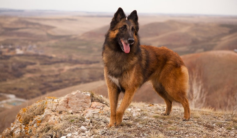 https://www.puppyarea.com/wp-content/uploads/2020/08/Belgian-Tervuren-1.jpg