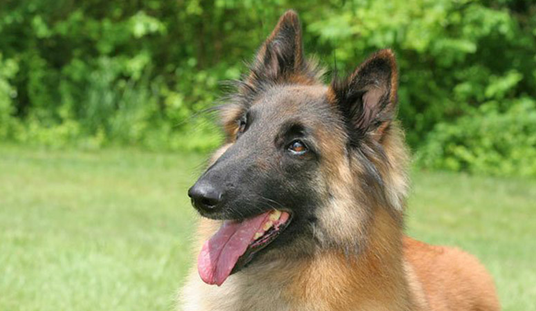 Belgian Tervuren