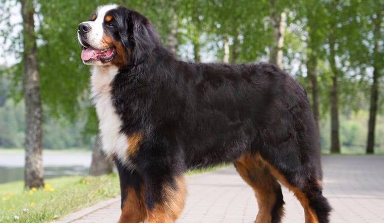 https://www.puppyarea.com/wp-content/uploads/2020/08/Bernese-Mountain-Dog1-1.jpg