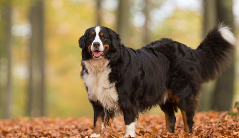 Bernese Mountain Dog