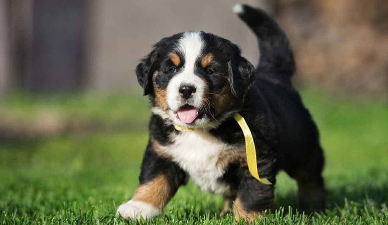 Bernese Mountain Dog