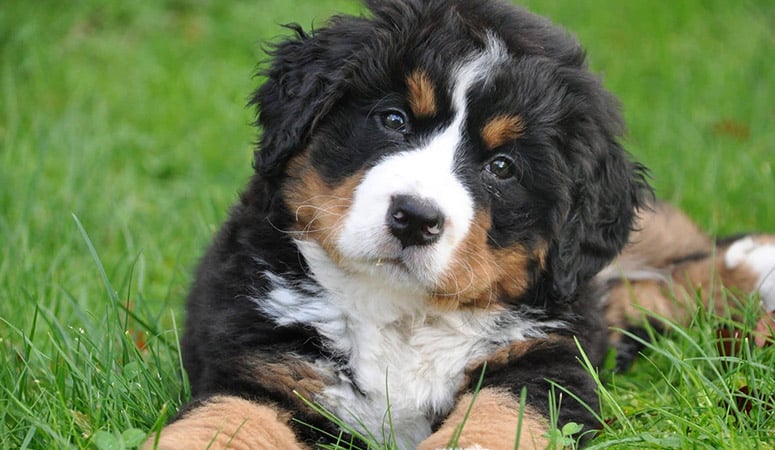 Bernese Mountain Dog