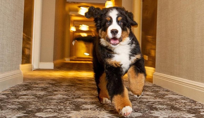 Bernese Mountain Dog