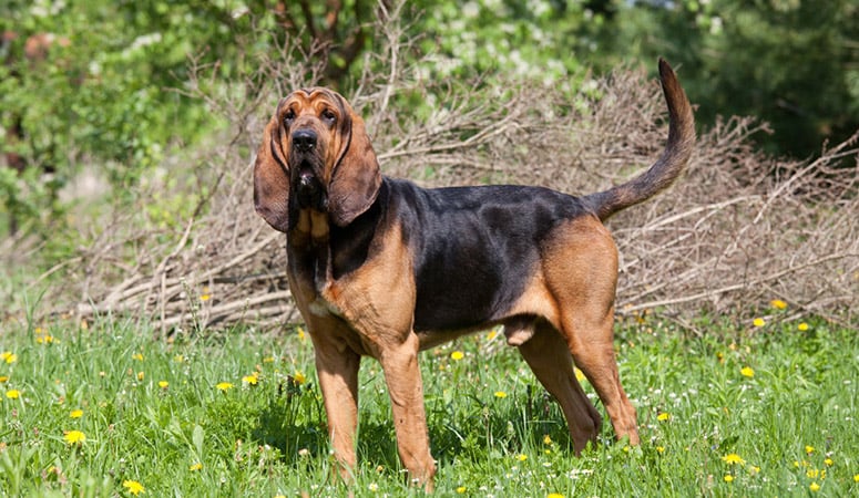 https://www.puppyarea.com/wp-content/uploads/2020/08/Bloodhound-1-1.jpg