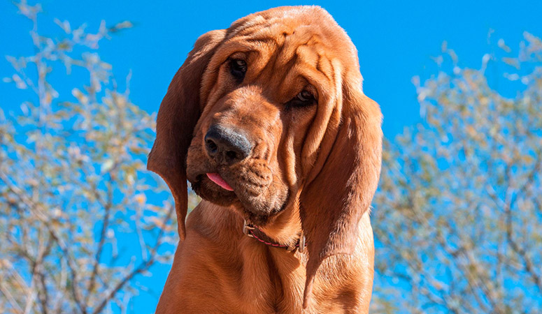 Bloodhound