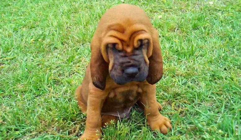 Bloodhound