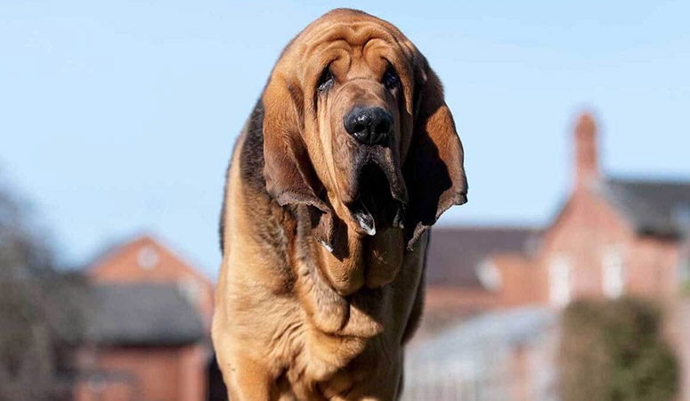 Bloodhound