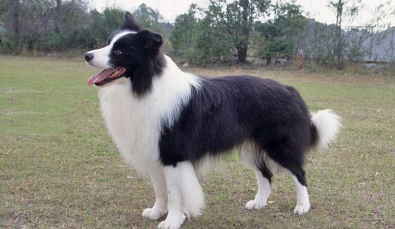 https://www.puppyarea.com/wp-content/uploads/2020/08/Border-Collie-1.jpg