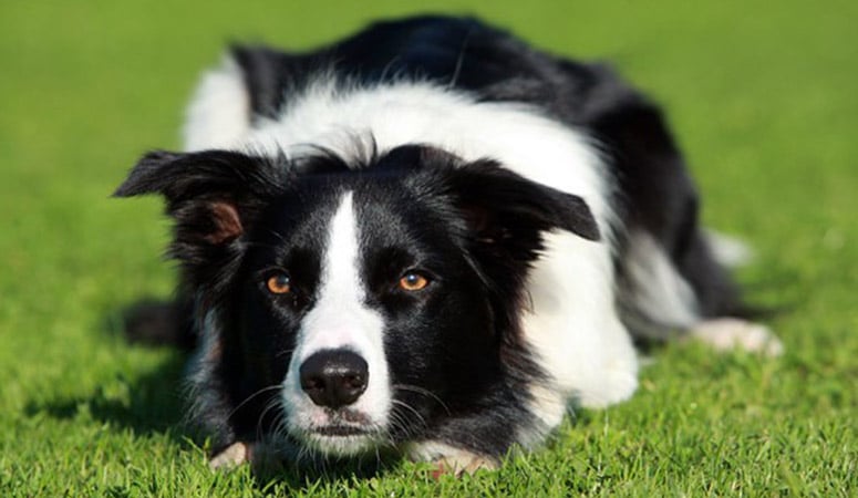 Border Collie