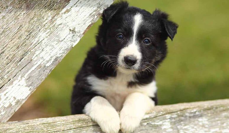 Border Collie Puppy Area