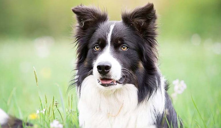 Border Collie