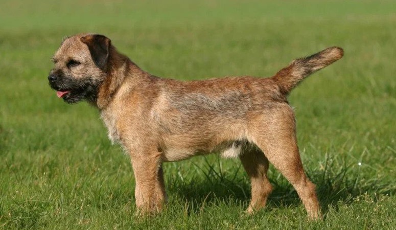 https://www.puppyarea.com/wp-content/uploads/2020/08/Border-Terrier-1.jpg