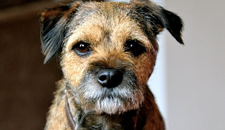 hansa border terrier
