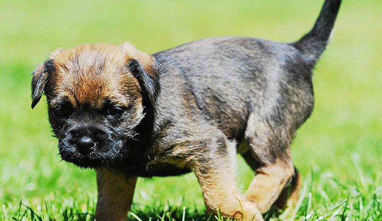 hansa border terrier