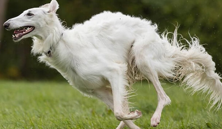 https://www.puppyarea.com/wp-content/uploads/2020/08/Borzoi-1.jpg