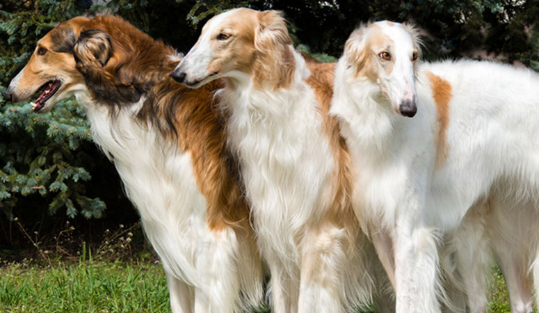 Borzoi