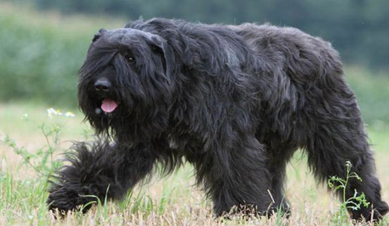 https://www.puppyarea.com/wp-content/uploads/2020/08/Bouvier-des-Flandres-1.jpg