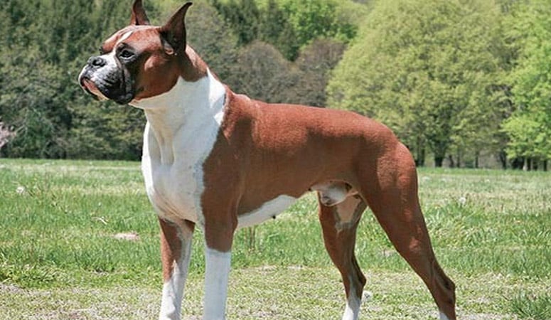 https://www.puppyarea.com/wp-content/uploads/2020/08/Boxer-1-2.jpg