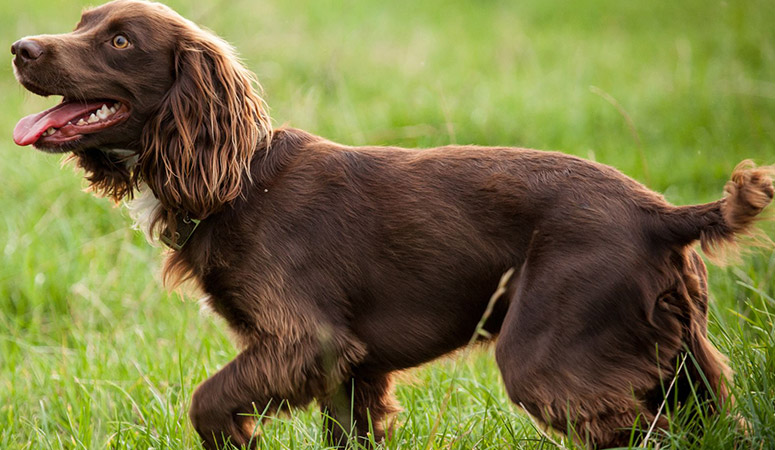 https://www.puppyarea.com/wp-content/uploads/2020/08/Boykin-Spaniel-1.jpg