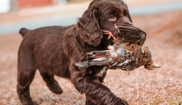 Boykin Spaniel