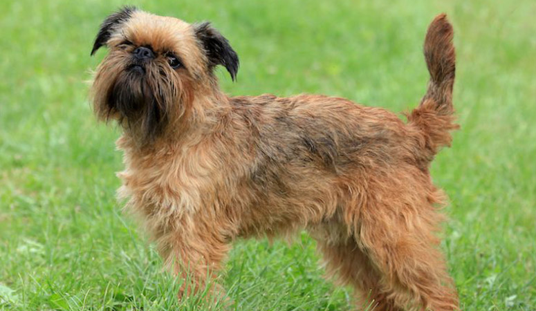 https://www.puppyarea.com/wp-content/uploads/2020/08/Brussels-Griffon-1.jpg