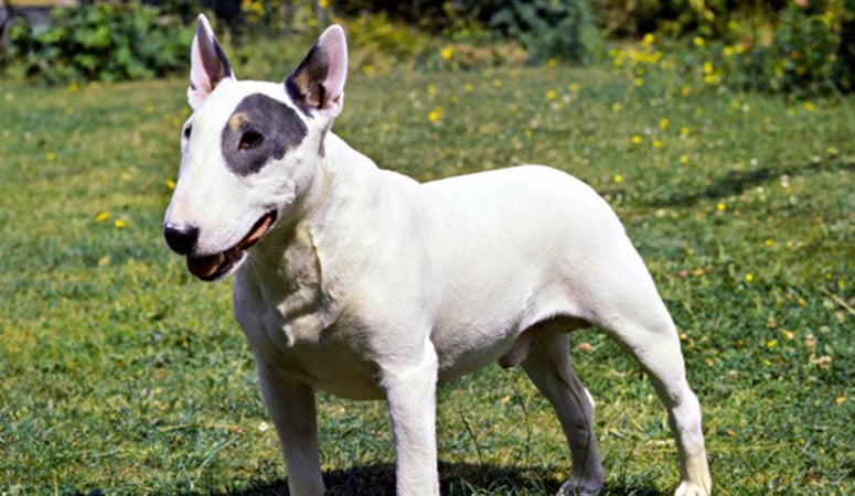 Bull Terrier Puppy Area