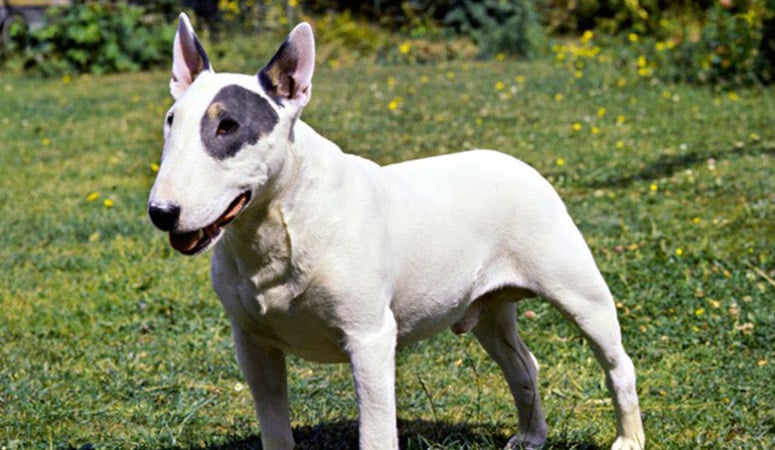 https://www.puppyarea.com/wp-content/uploads/2020/08/Bull-Terrier-1-1.jpg