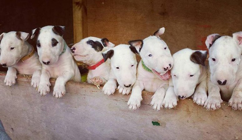 Bull Terrier | Puppy Area