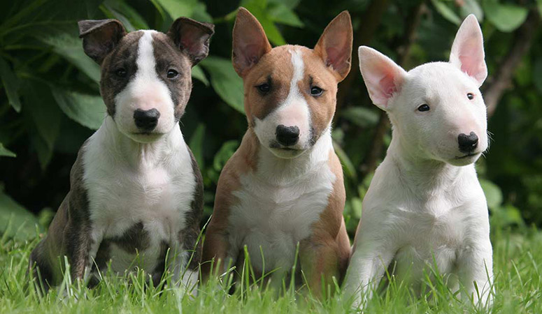 Bull Terrier Puppy Area