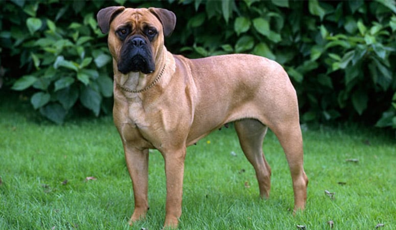 https://www.puppyarea.com/wp-content/uploads/2020/08/Bullmastiff-1.jpg